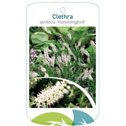 Clethra alnifolia...