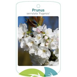 Prunus serrulata 'Fugenzo'...