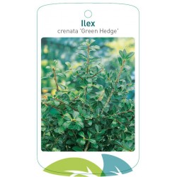 Ilex crenata 'Green Hedge'...