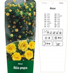 Rosa Róża pnąca żółta FPROZ028