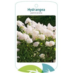 Hydrangea paniculata FMTLL2963