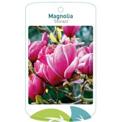 Magnolia 'Shirazz' FMTLL3000