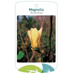 Magnolia 'Butterflies'...