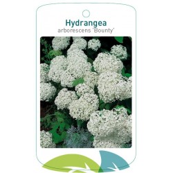 Hydrangea arborescens...