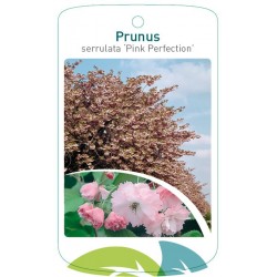 Prunus serrulata 'Pink...