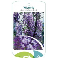 Wisteria sinensis...