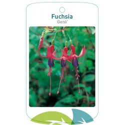Fuchsia 'Genii' FMTLL3102