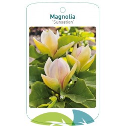 Magnolia 'Sunsation' FMTLL3116