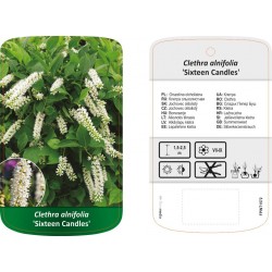 Clethra alnifolia 'Sixteen...