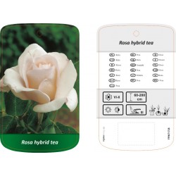 Rosa Róża Hybrid Tea biało...