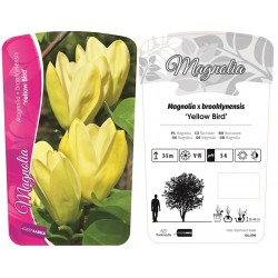 Magnolia 'Yellow Bird' (M....