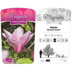 Magnolia 'Heaven Scent' GLL114