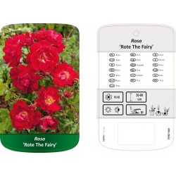 Rosa groundcover 'Rote The...