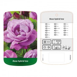 Rosa Hybrid Tea fioletowa...
