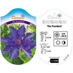 Clematis 'The President'...