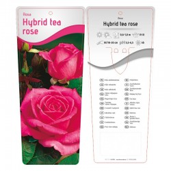 Rosa Hybrid Tea różowa (bez...