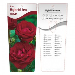 Rosa Hybrid Tea bordowa...