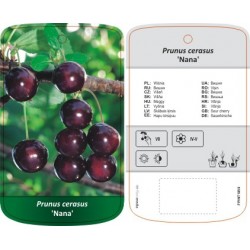 Prunus cerasus 'Nana'...