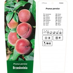 Prunus persica Brzoskwinia...