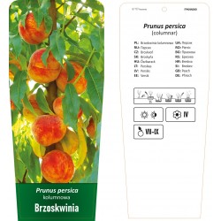 Prunus persica Brzoskwinia...