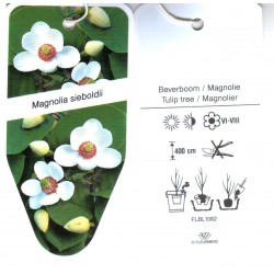Magnolia sieboldii FLBL1082