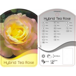 Rosa Hybrid Tea żółta z...