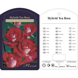 Rosa hybrid tea FPROZINT012