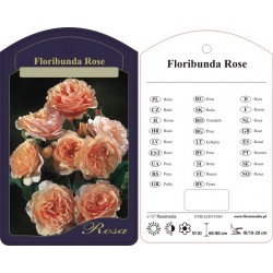 Rosa floribunda FPROZINT089