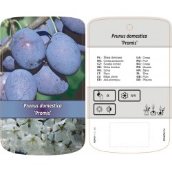 Prunus domestica 'Promis'...