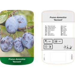 Prunus domestica 'Nectavit'...