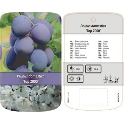 Prunus domestica 'Top 2000'...