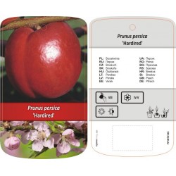 Prunus persica 'Hardired'...