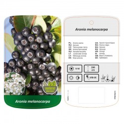 Aronia melanocarpa FPINT0273