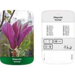 Magnolia 'Orchid' FPINT0363