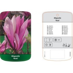 Magnolia 'Ricki' FPINT0365