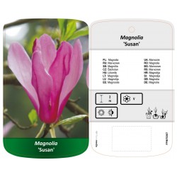 Magnolia 'Susan' FPINT0367