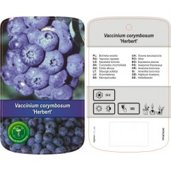 Vaccinium corymbosum...