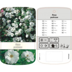 Rosa parkrose biała FPINT0408