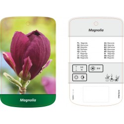 Magnolia purpurowa FPINT0419