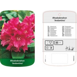 Rhododendron 'Andantino'...