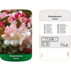 Rhododendron 'Hania' FPINT0831