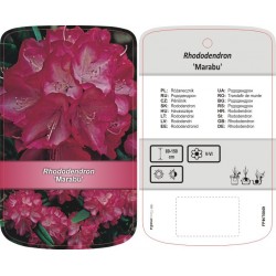 Rhododendron 'Marabu'...