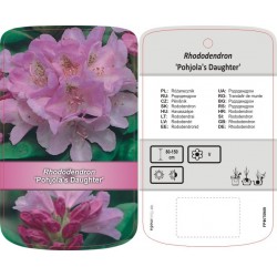 Rhododendron 'Pohjola's...