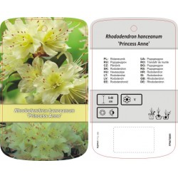 Rhododendron hanceanum...