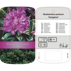 Rhododendron ponticum...