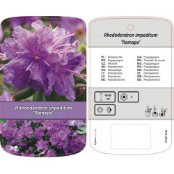 Rhododendron impeditum...