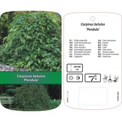 Carpinus betulus 'Pendula'...