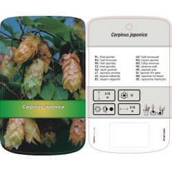 Carpinus japonica FPINT1096