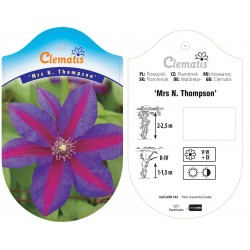 Clematis 'Mrs N. Thompson'...