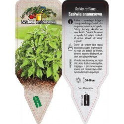 Salvia rutilans PPGLLC009